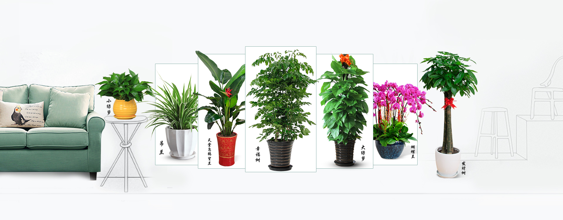 植物租賃,<a href='http://m.lanshengjiancai.cn/zubai/' target='_blank'><u>綠植租賃</u></a>,室內<a href='http://m.lanshengjiancai.cn/zubai/' target='_blank'><u>綠植租賃</u></a>,室內植物租賃